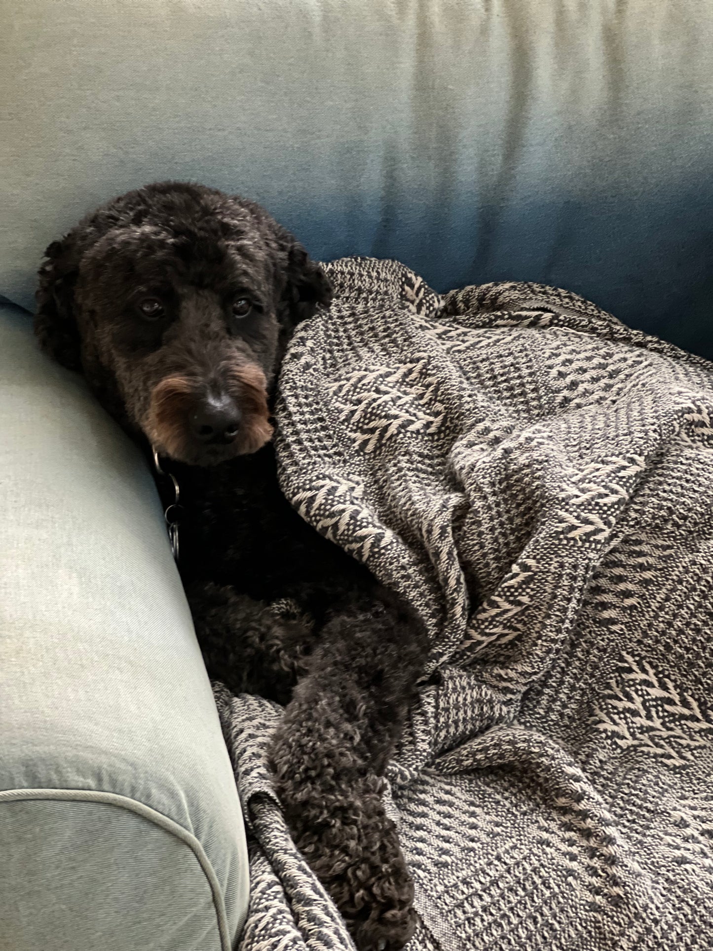 Comfy Cozy Cotton Blankets