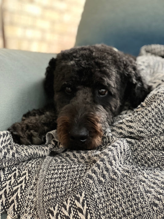Comfy Cozy Cotton Blankets