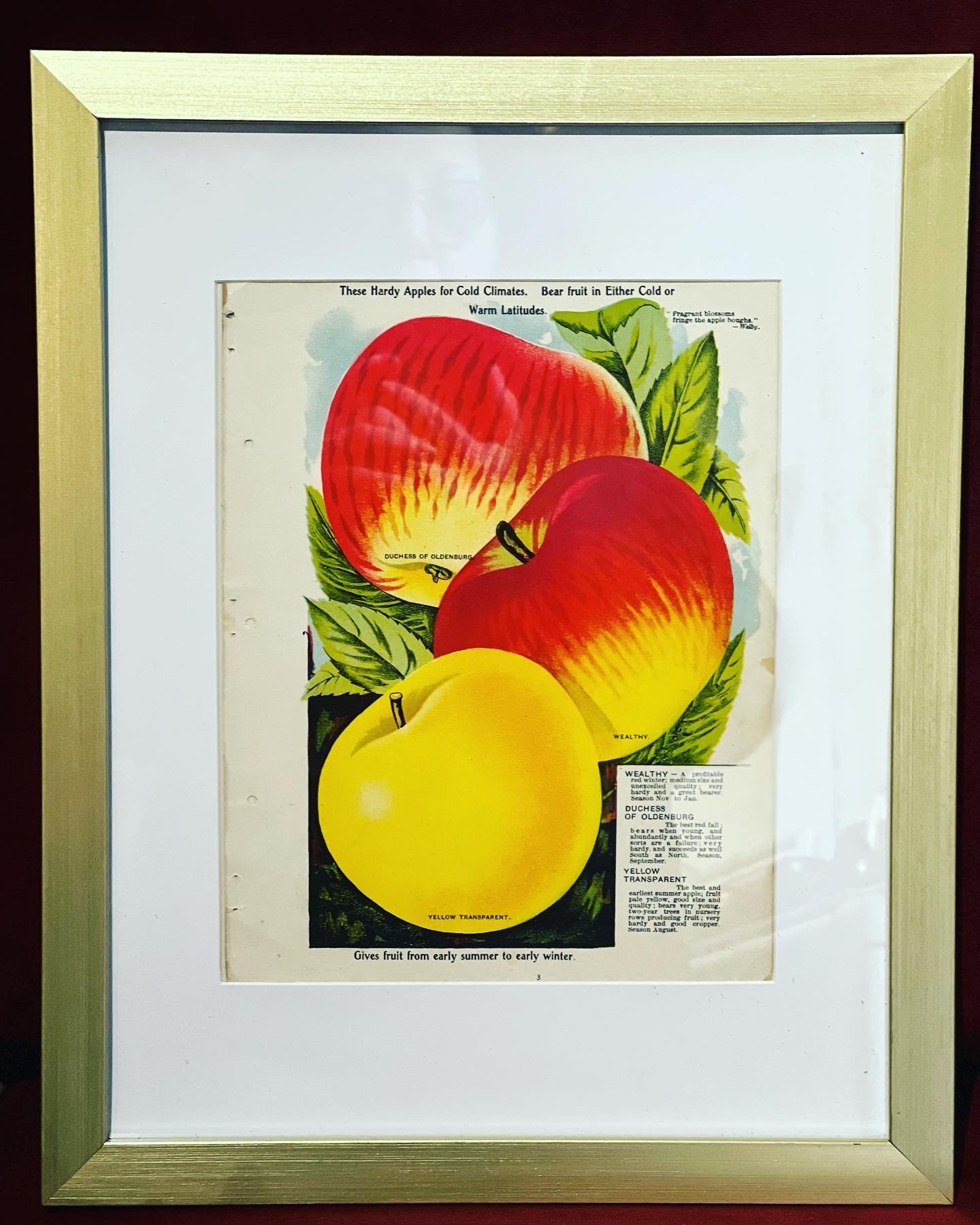 Vintage Framed Fruit Seed Catalog Pages