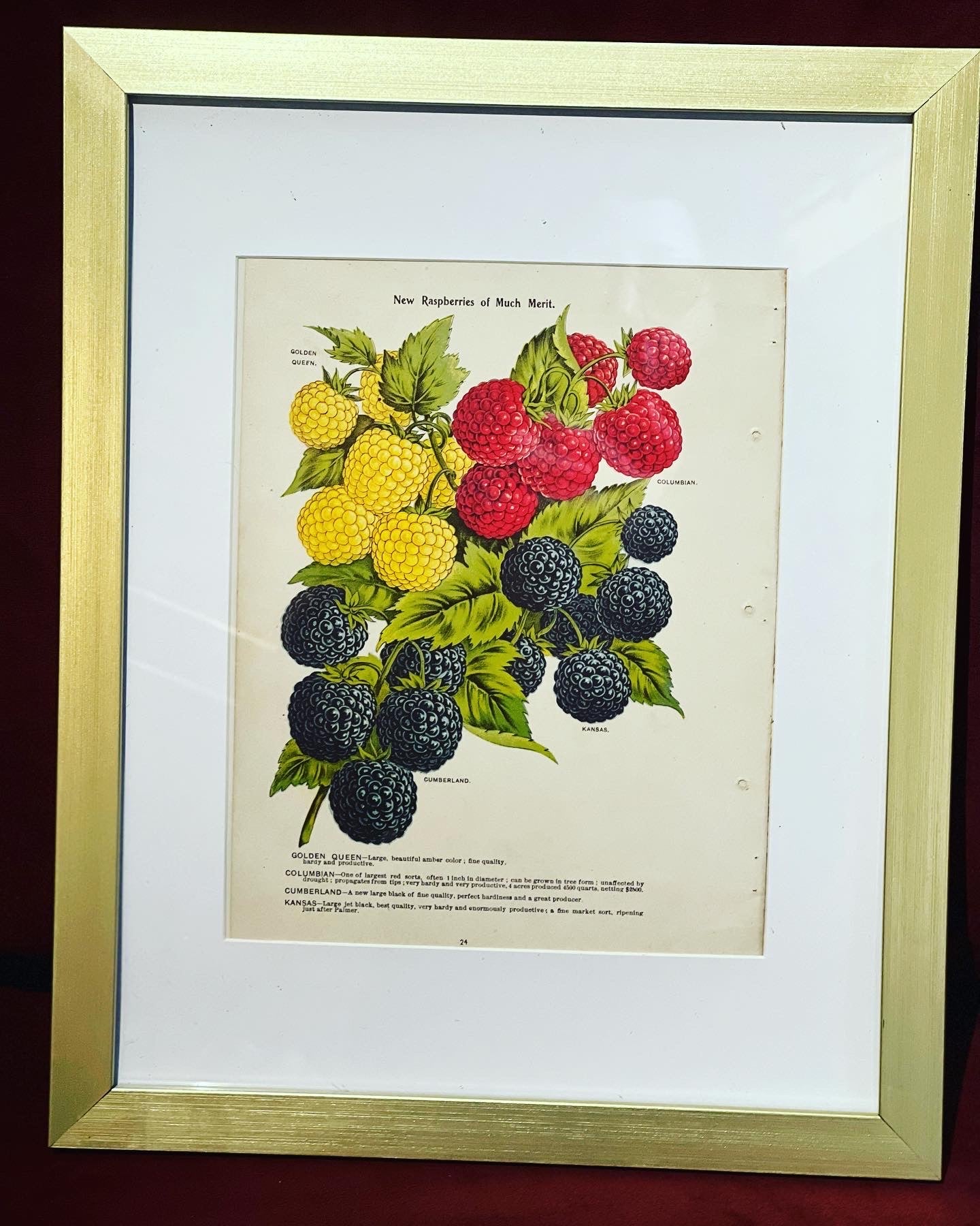 Vintage Framed Fruit Seed Catalog Pages