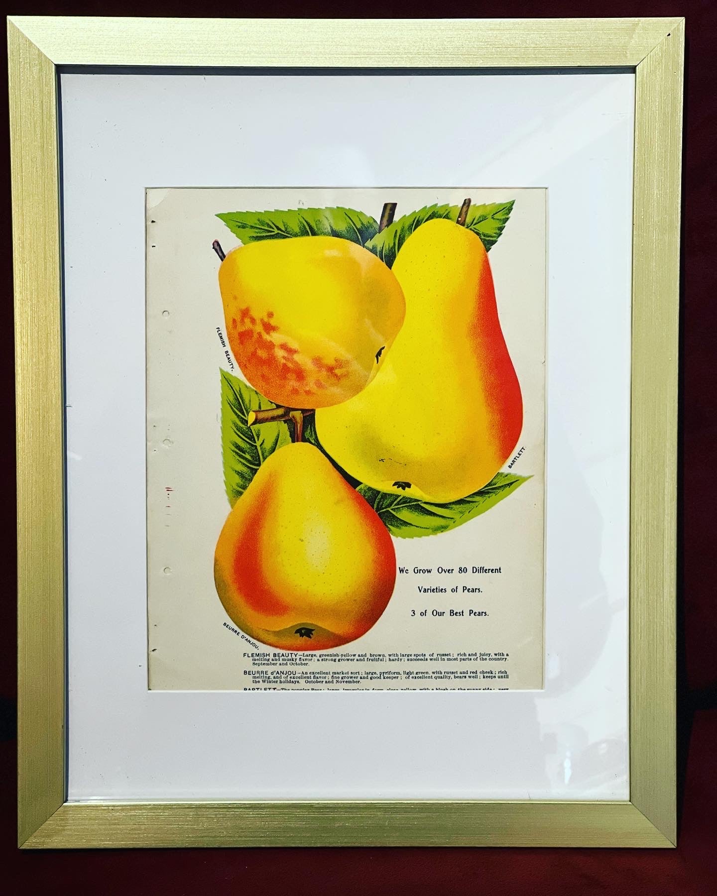 Vintage Framed Fruit Seed Catalog Pages